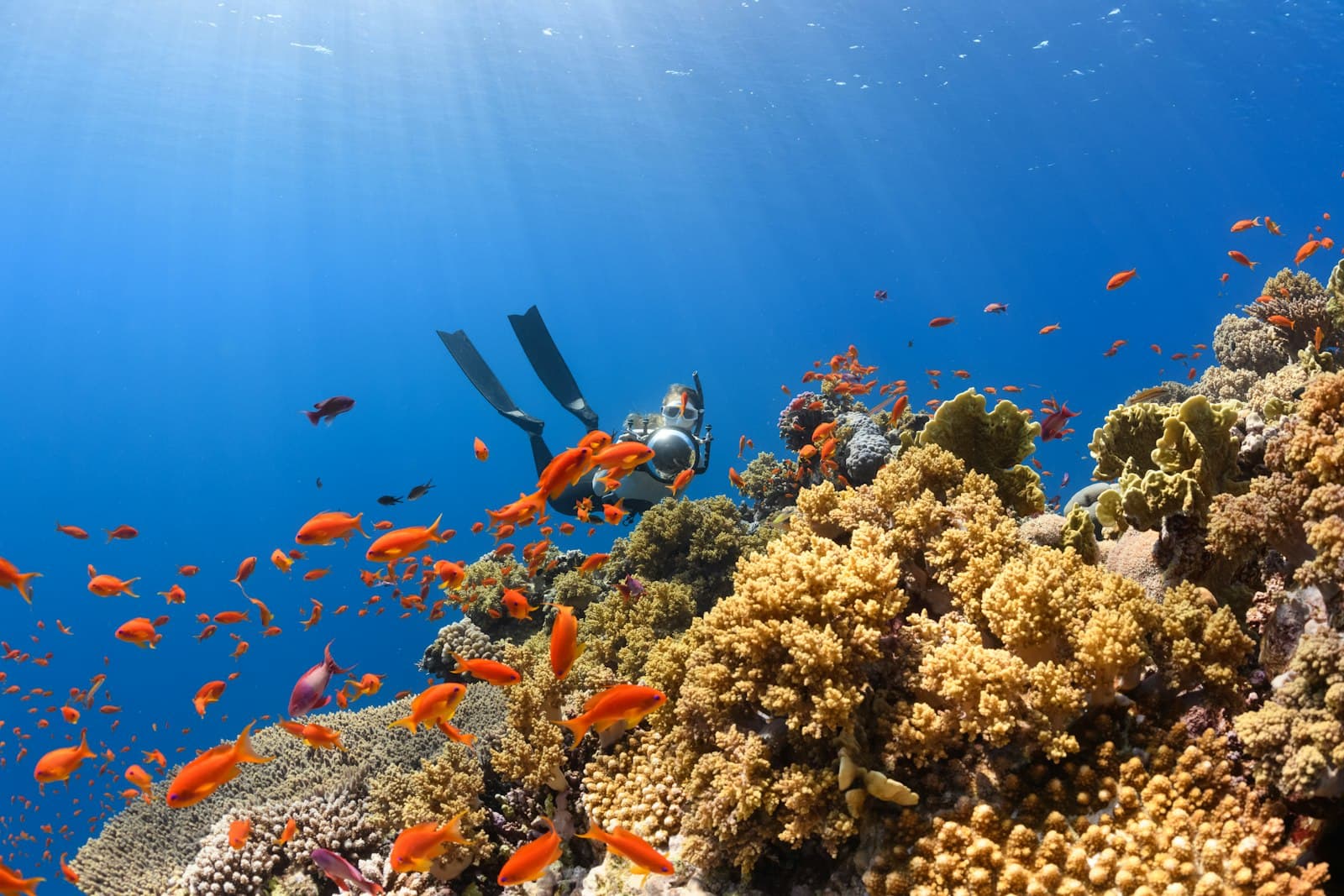 Murudeshwar Scuba Diving: The Complete First-Timer's Trip Guide (2026) - Netrani Island Scuba Diving Karnataka
