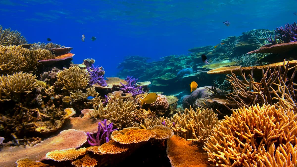 Underwater view of a coral reef with tropical fish, similar to the reef at Netrani Island
