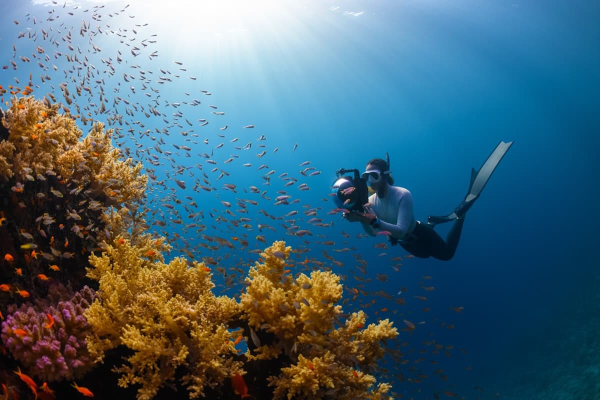 A snorkeller swimming above a reef surrounded by a school of tropical fish