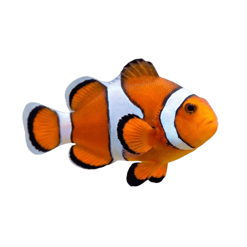 Vibrant tropical marine fish species living in the coral reefs of Netrani Island, Murudeshwar