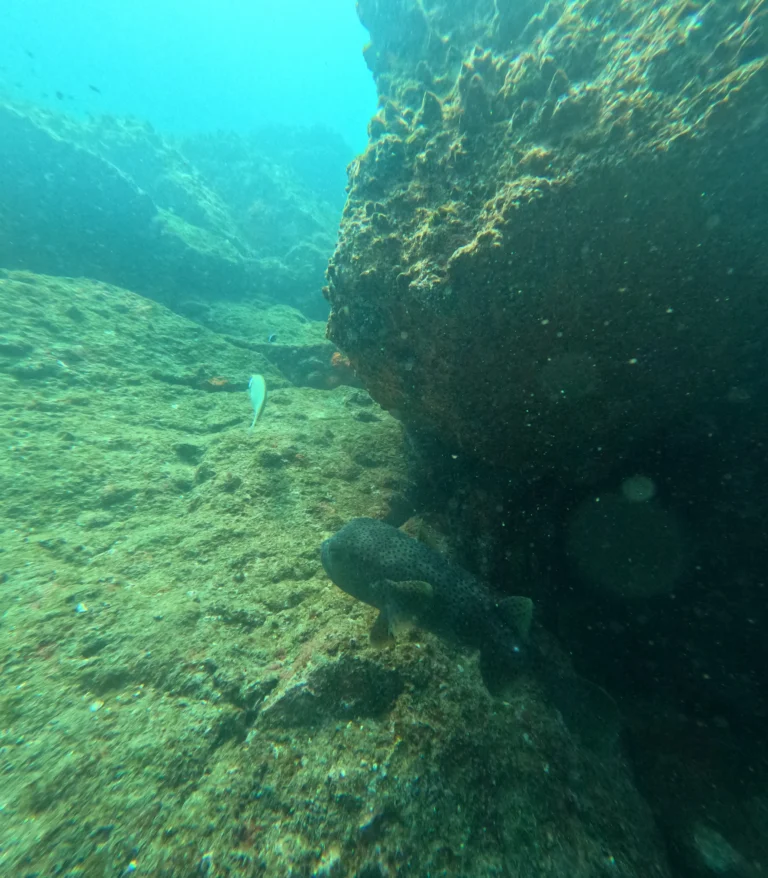 Illustrative booking scenario and actual scuba exploration photo 1
